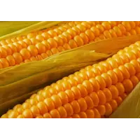 Маніфік гібрид кукурудзи (ФАО300)