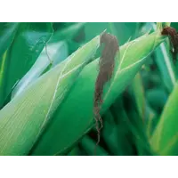 Тіадор гібрид кукурудзи (ФАО360)